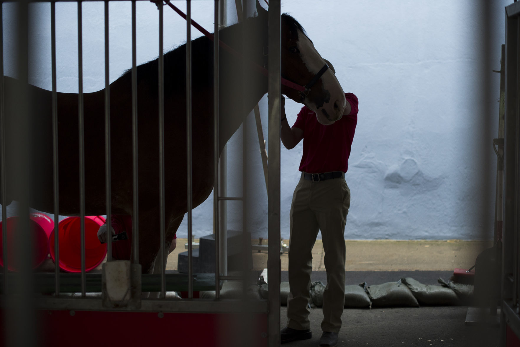 Budweiser Clydesdales 20